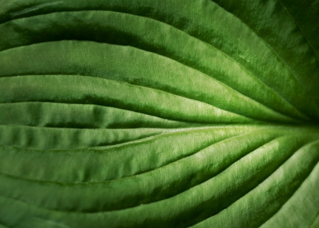 Close up on green leaves in nature