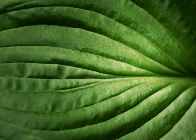 Free Photo close up on green leaves in nature