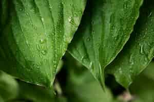 Free photo close up on green leaves in nature