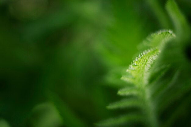 Close up on green leaves in nature