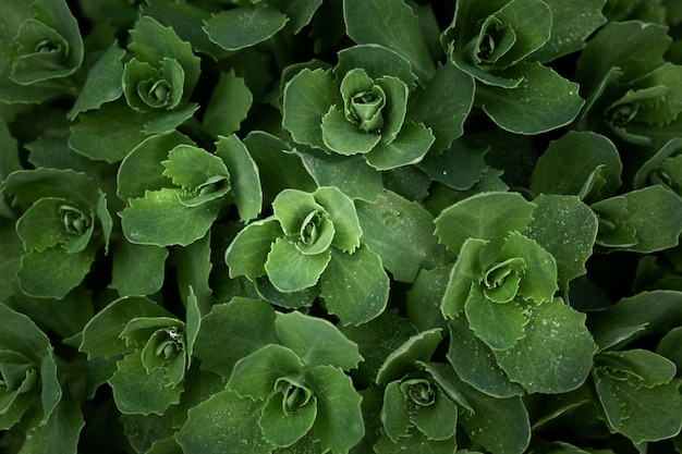 Close up on green leaves in nature