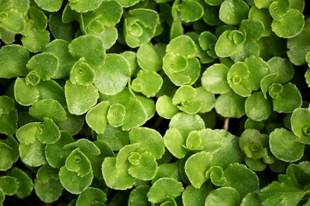 Close up on green leaves in nature