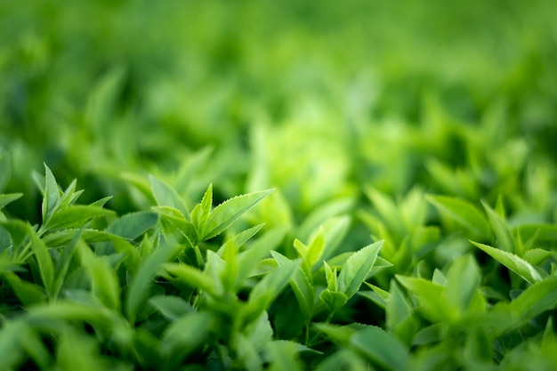 Close up on green leaves in nature