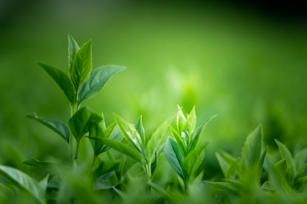 Close up on green leaves in nature