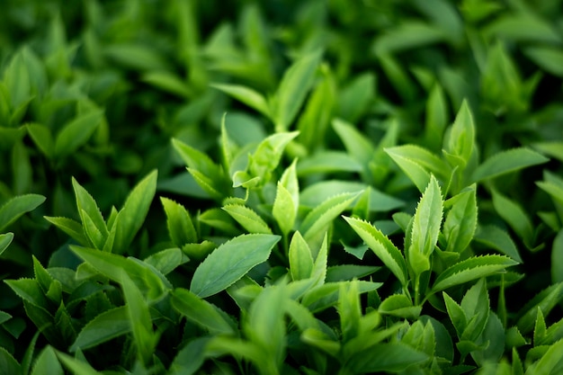 Close up on green leaves in nature