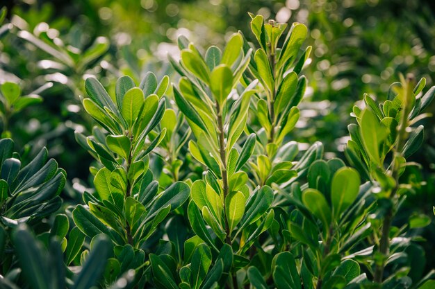 Close-up of green leaves in the spring