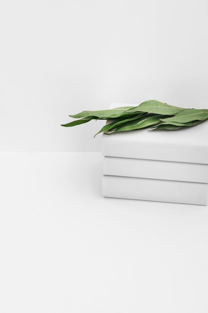 Close-up of green leaves on stack of books against white background