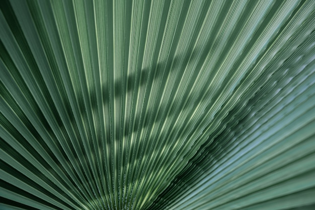 Close up green leaves textures, straight lines. Green palm leaf background, full frame shot.