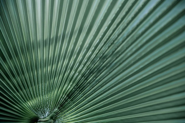 Free photo close up green leaves textures, straight lines