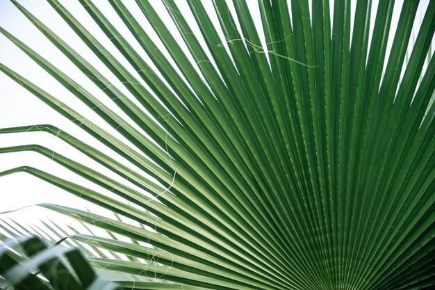 Close up green leaves textures, straight lines