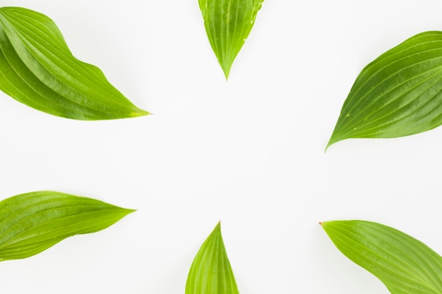 Close-up of green leaves on white background