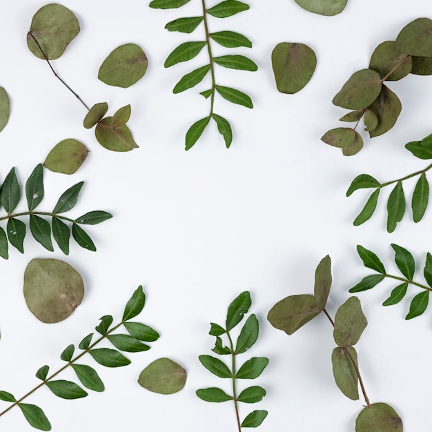 Close-up of green leaves on white surface