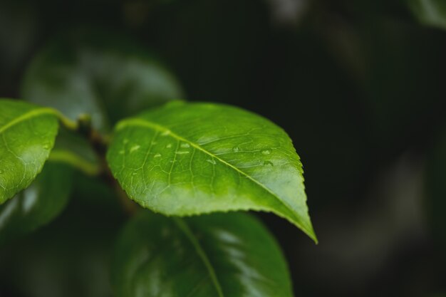 Close-up green leaves with water droplets