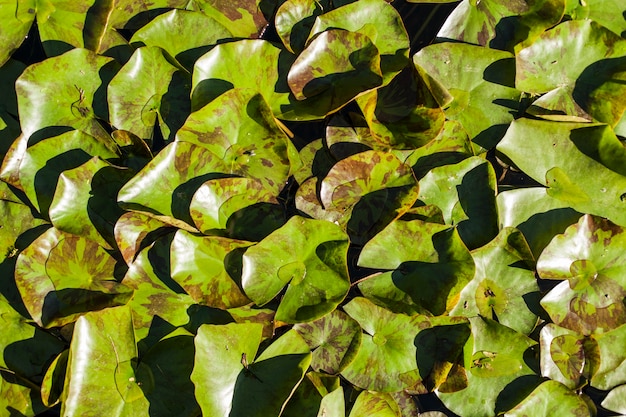 Close-up of green leaves with water