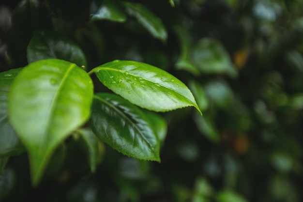 Close-up green leaves