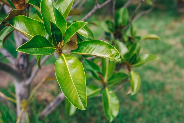 Close up of green leaves