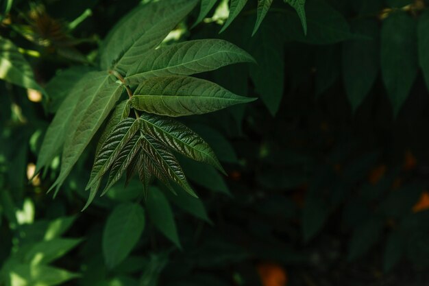 Close-up of green leaves