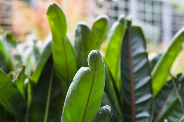 Foto gratuita close-up di foglie verdi