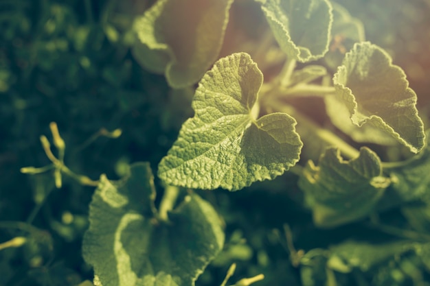 Close-up of green leaves