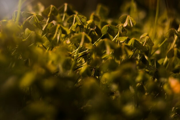 Close-up of green leaves