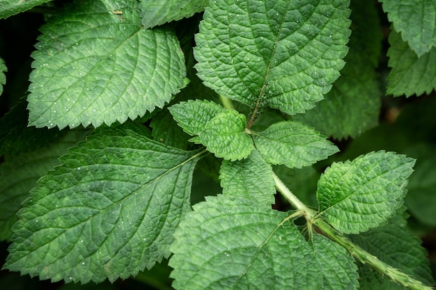 Free photo close up green leaves