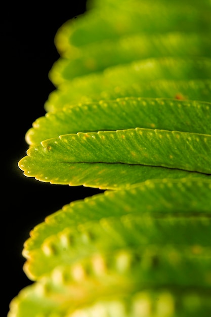 Close-up di foglie verdi