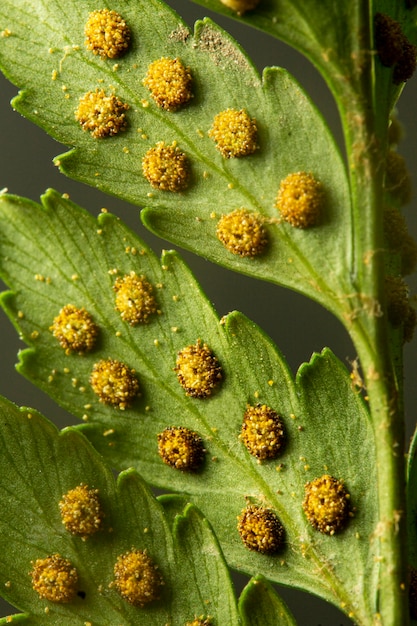 Foto gratuita close-up di foglie verdi