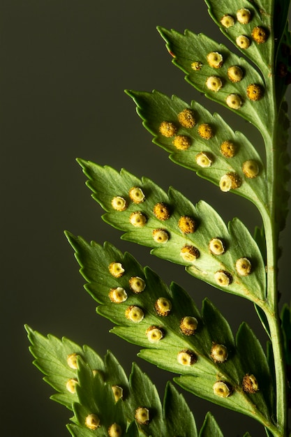 Free photo close-up of green leaves