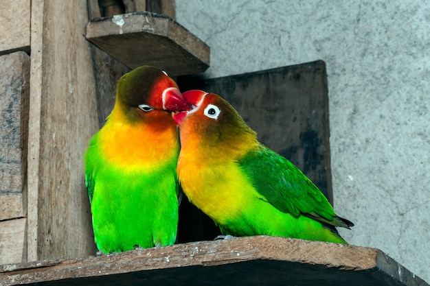 Premium Photo | Lovebirds sitting on a twig