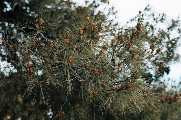 Close-up of green needle pine tree