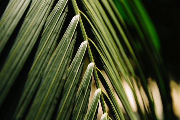 Крупный план зеленых пальмовых листьев