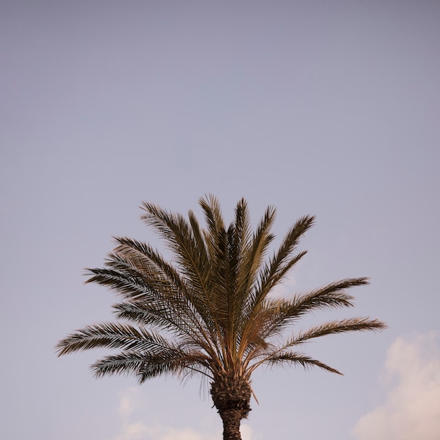 Close-up of green palm tree against blue sky