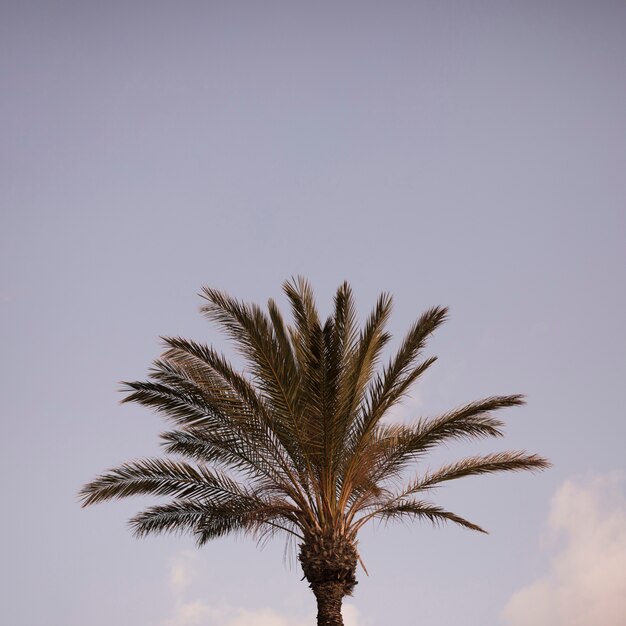 Close-up of green palm tree against blue sky