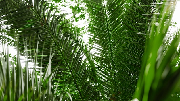 Close-up of green palm tree leaves