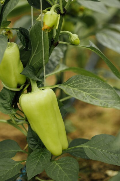 Close-up green peppers growing in farm