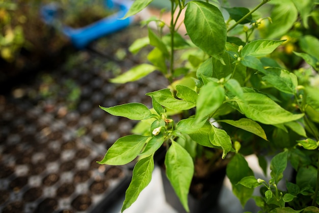 Close-up of green plant in greenhouse