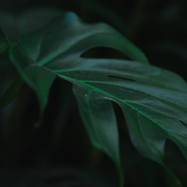 Close up of green plant leaf