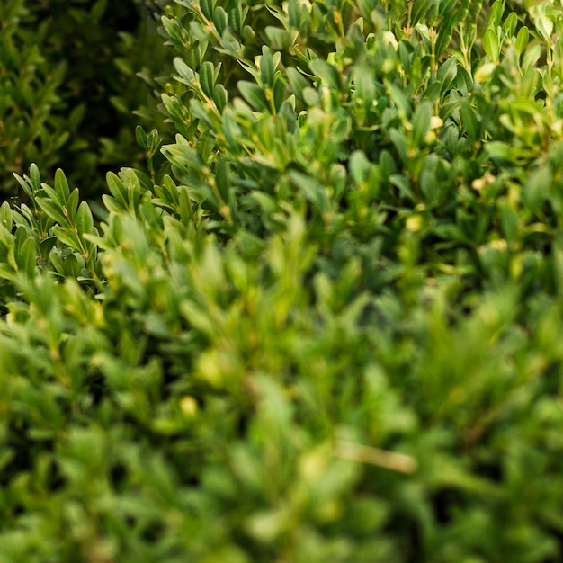 Close-up green plant leaves