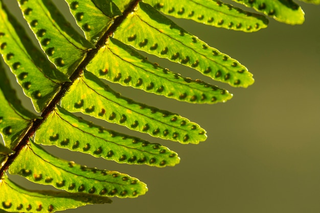 Close-up of green plant leaves