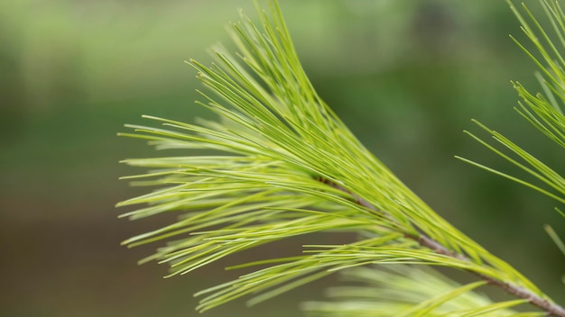 Close-up green plant with blurry background