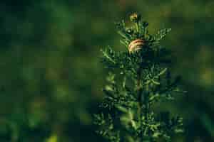 Free photo close-up of green plant with snail