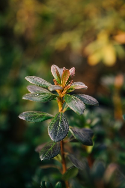 ぼやけて背景に対して小さな葉と緑の植物のクローズアップ