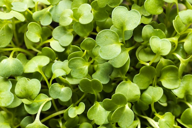 Free photo close-up of green plant