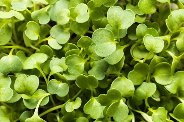 Close-up of green plant