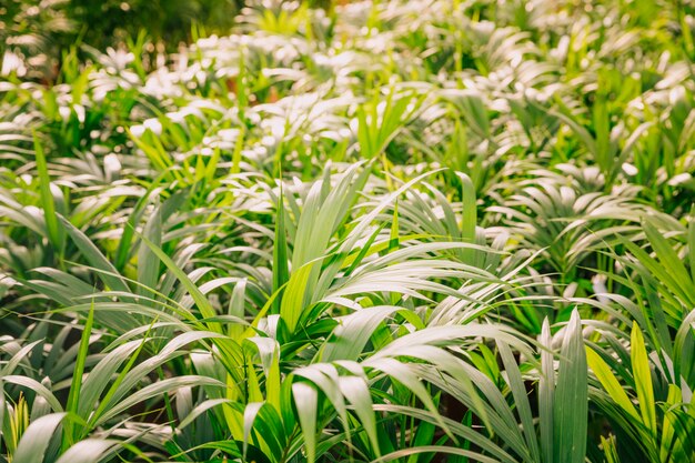 庭の緑の植物のクローズアップ