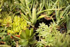 Foto gratuita close-up di piante verdi in vaso