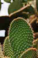 Free photo close-up of green prickly cactus