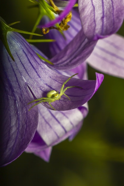 Close up of green spider on purple flower