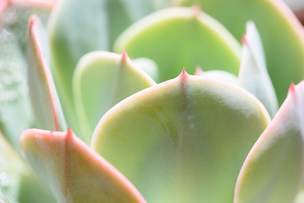 緑の多肉植物のクローズアップ