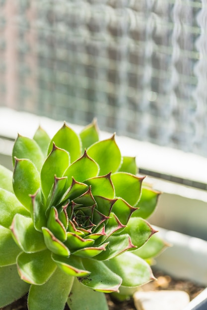 Primo piano della pianta succulente verde